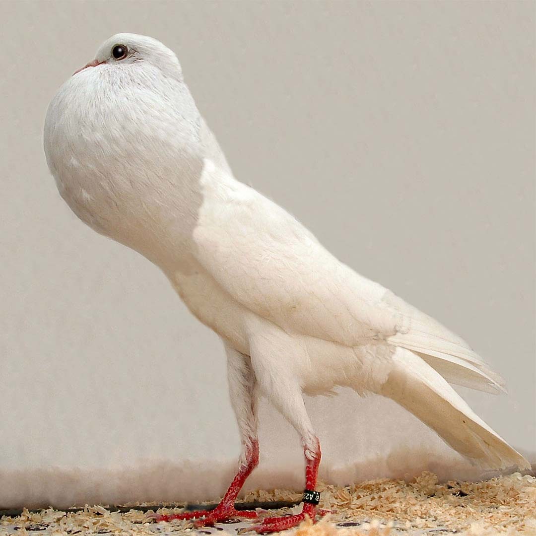 Columba livia domesticus 'Brunner Pouter' (Columba livia domesticus 'Brunner Pouter')