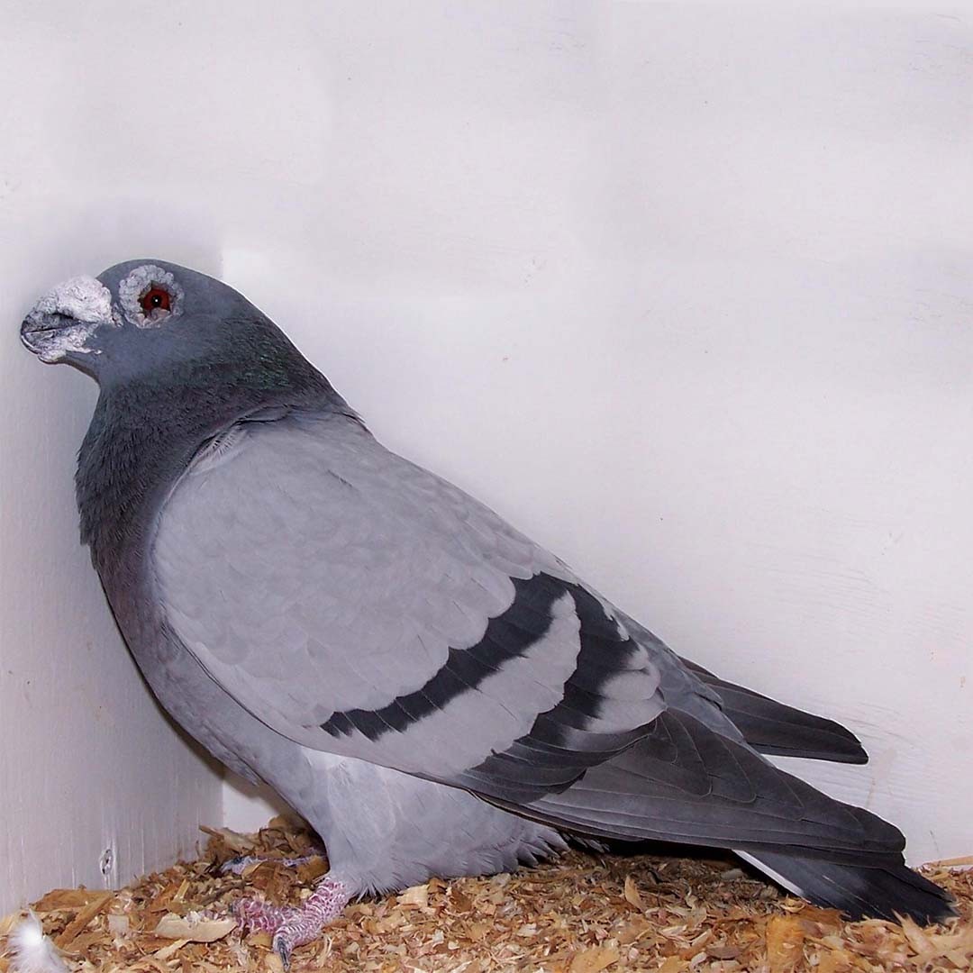 Dragoon pigeon (Columba livia domesticus 'Dragoon')