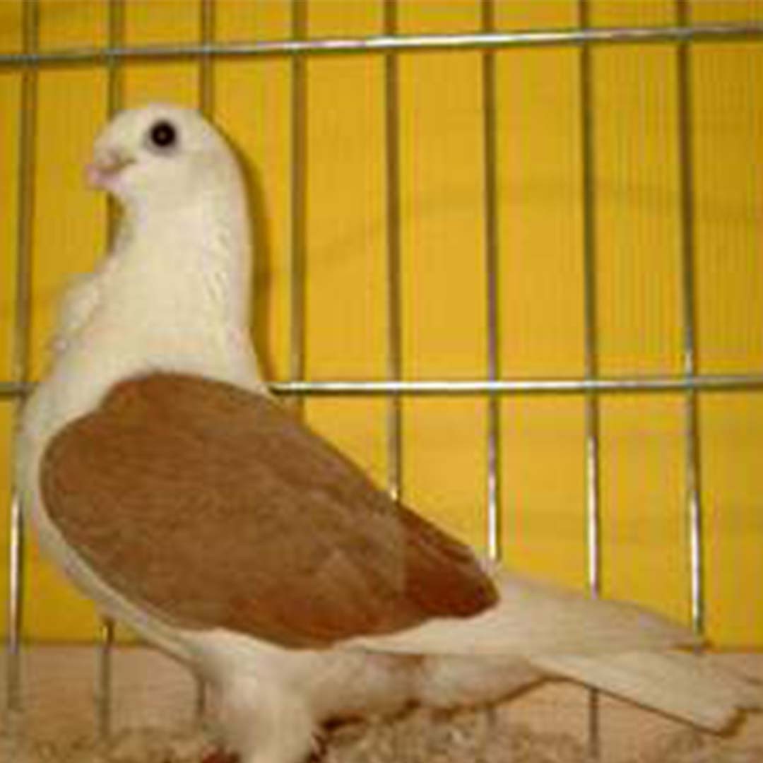 Aachen Lacquer Shield Owl pigeon (Columba livia domesticus 'Aachen Lacquer Shield Owl')