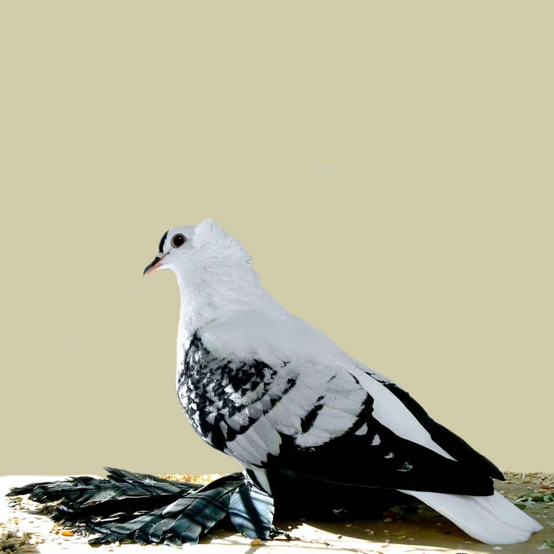Bohemian Fairy Swallow pigeon (Columba livia domesticus 'Bohemian Fairy Swallow')