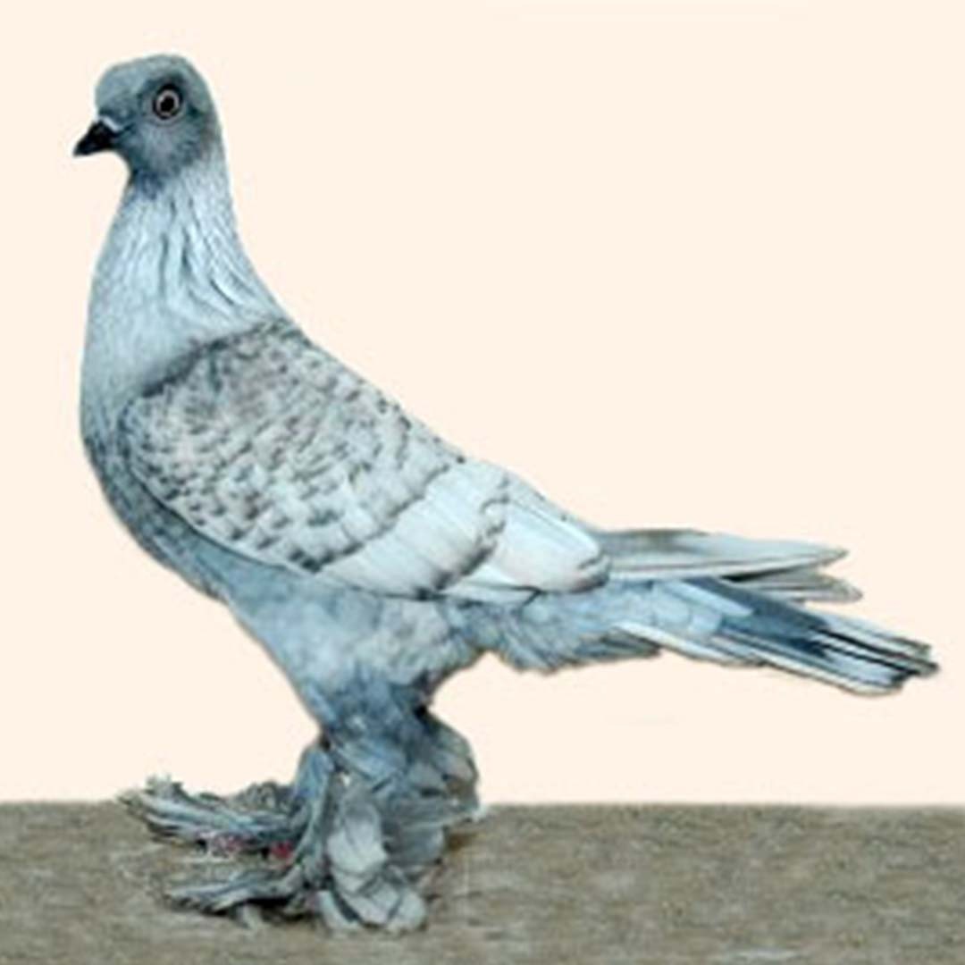 Berlin Long-faced Tumbler pigeon (Columba livia domesticus 'Berlin Long-faced Tumbler')