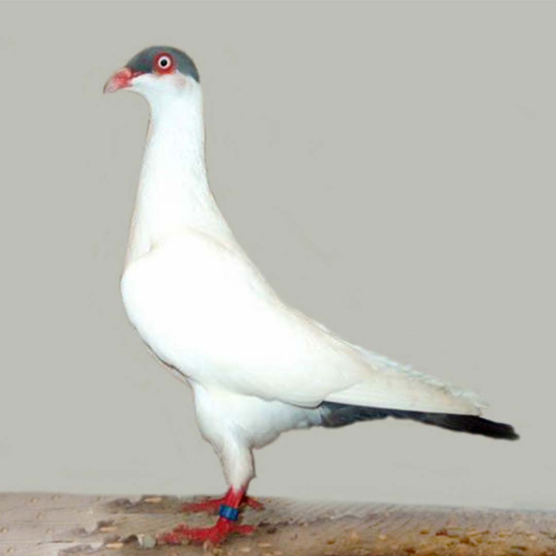 Danish Tumbler pigeon (Columba livia domesticus 'Danish Tumbler')