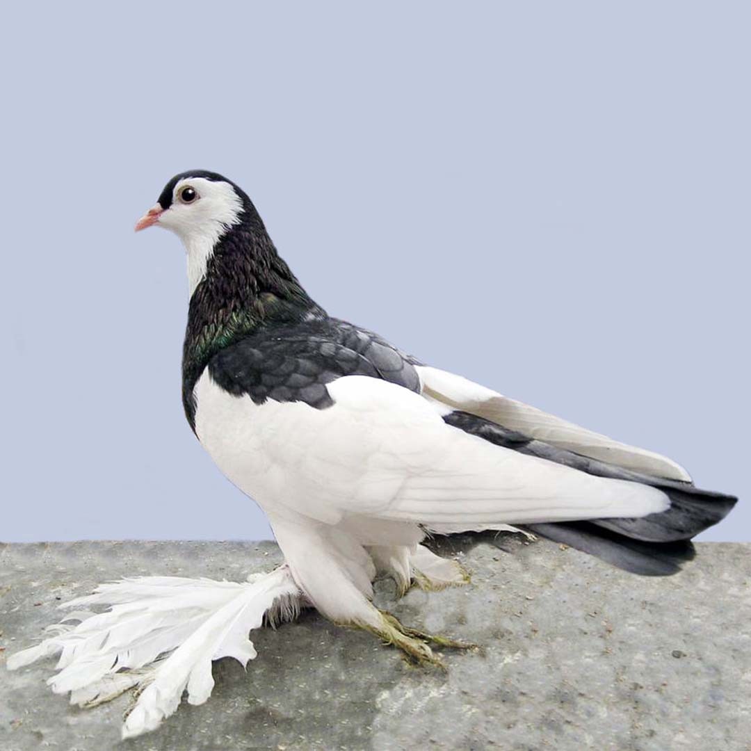 Australian Saddleback Tumbler pigeon (Columba livia domesticus 'Australian Saddleback Tumbler')