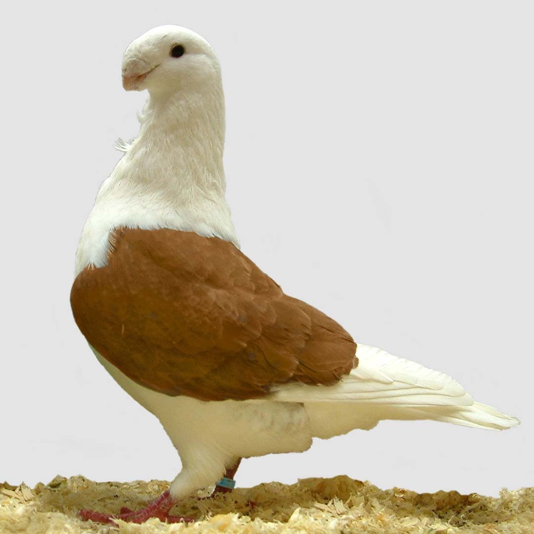 Antwerp Smerle pigeon (Columba livia domesticus 'Antwerp Smerle')