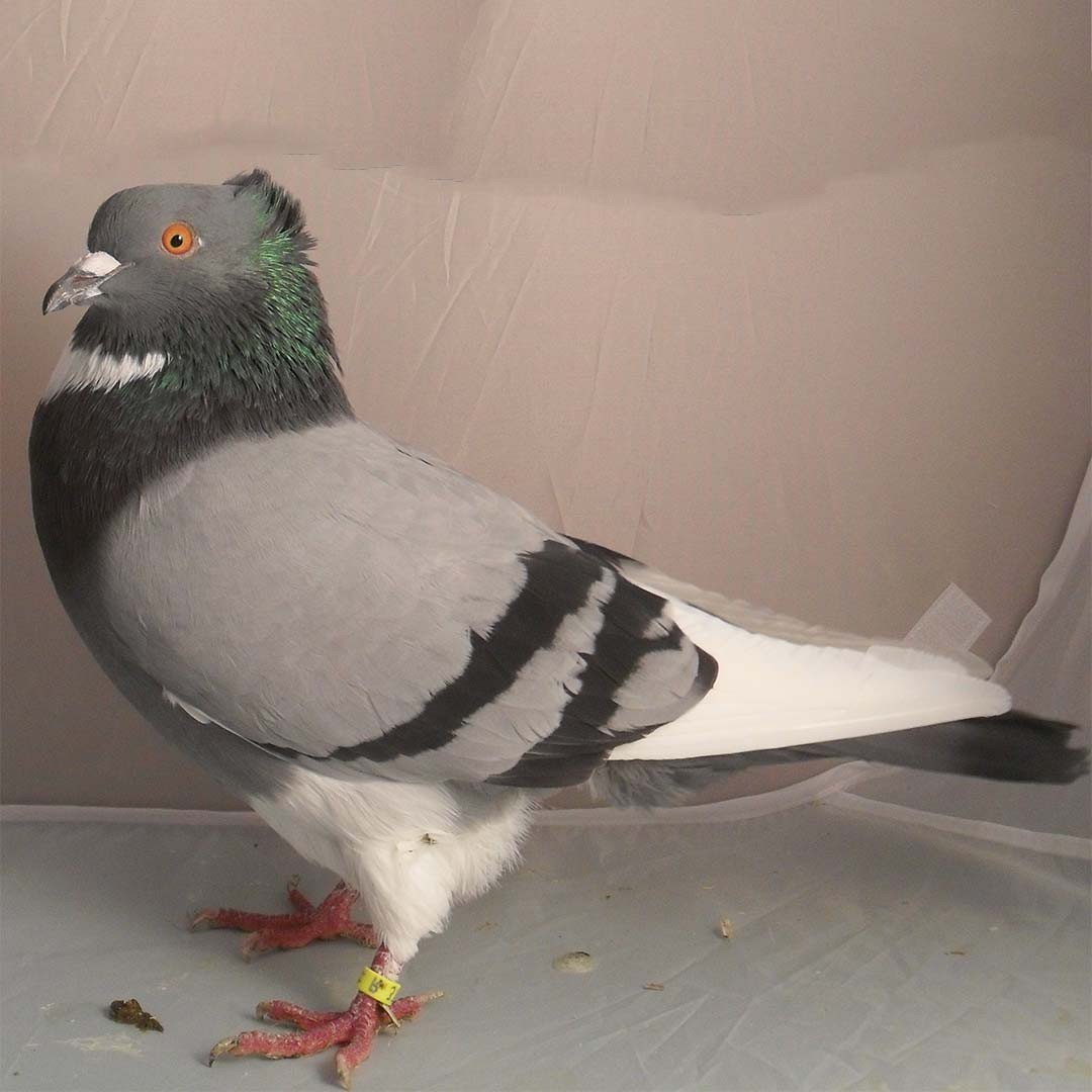 Belgian Ringbeater pigeon (Columba livia domesticus 'Belgian Ringbeater')