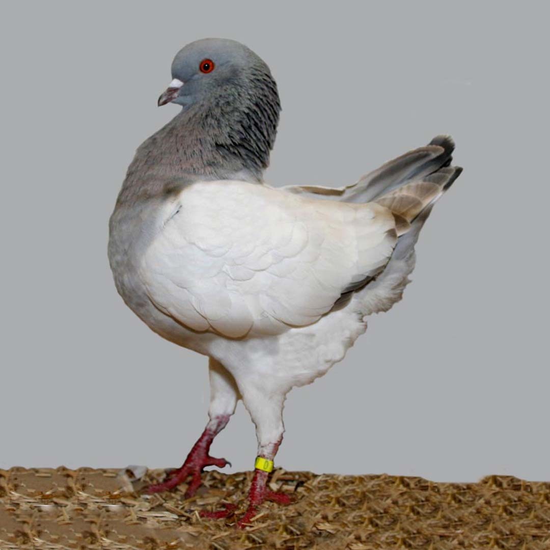 German Modena pigeon (Columba livia domesticus 'German Modena')
