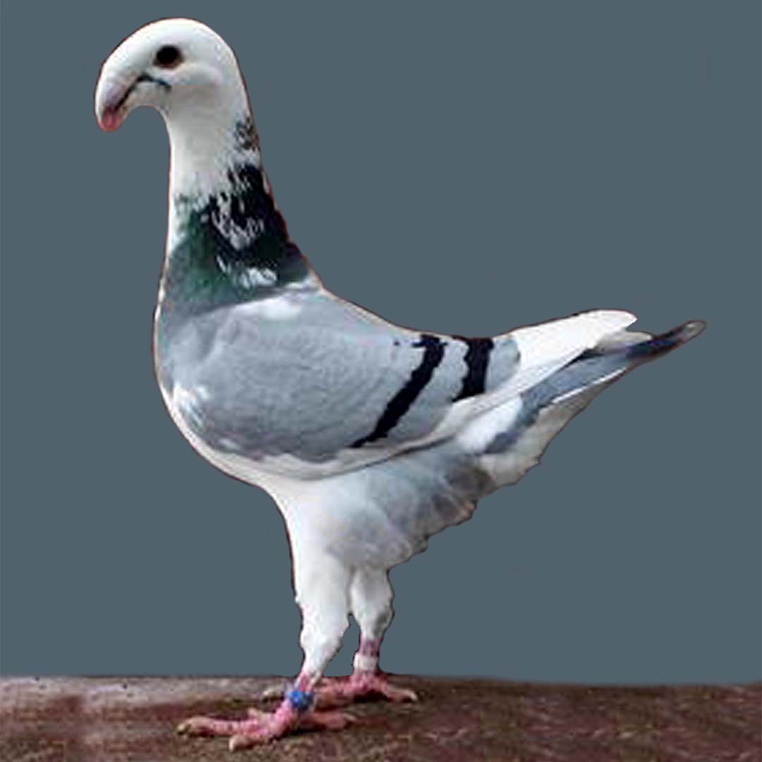 German Beauty Homer pigeon (Columba livia domesticus 'German Beauty Homer')