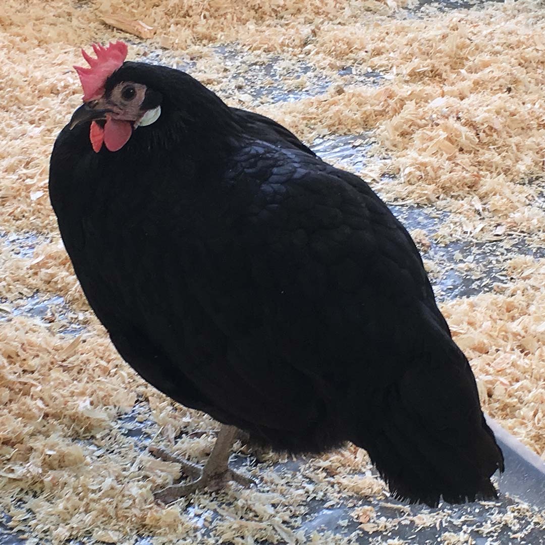 Valdarno Chicken (Gallus gallus domesticus 'Valdarno')