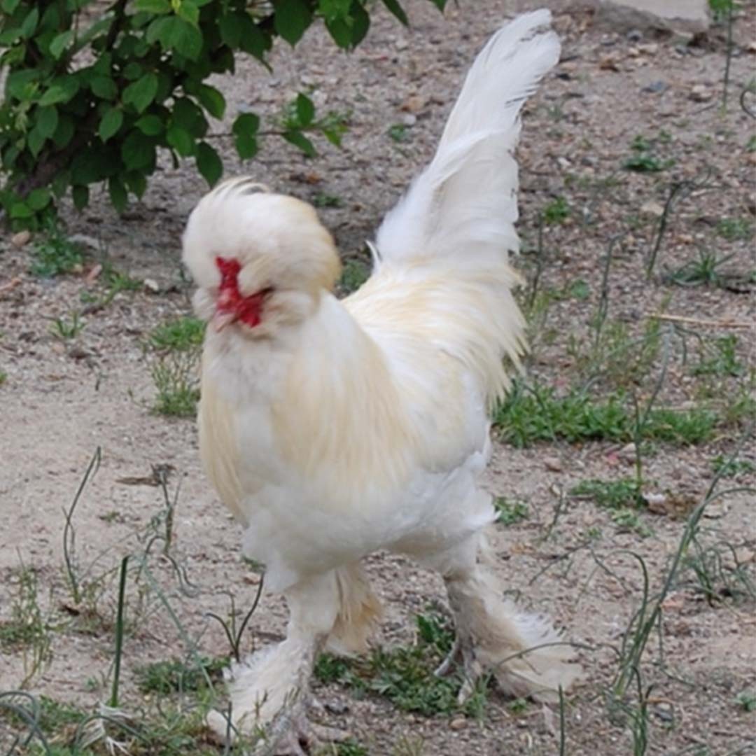 Sultanhuhn Chicken (Gallus gallus domesticus 'Sultanhuhn')