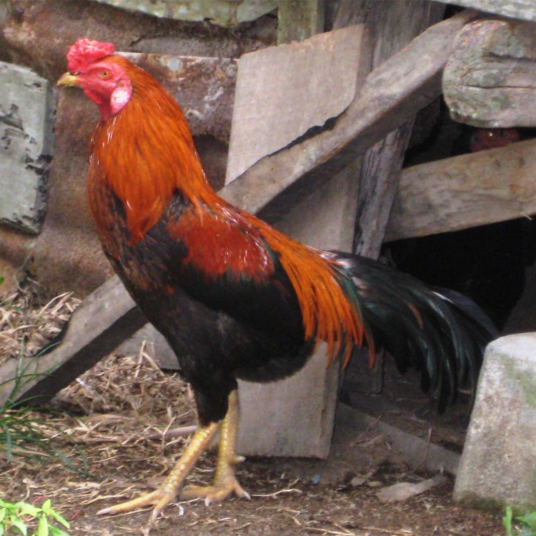 Ayam Kampong Chicken (Gallus gallus domesticus 'Ayam Kampong')