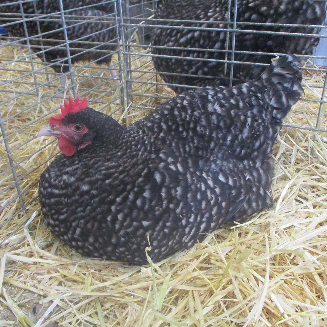 Gallus gallus domesticus 'Coucou de Rennes' (Gallus gallus domesticus 'Coucou de Rennes')