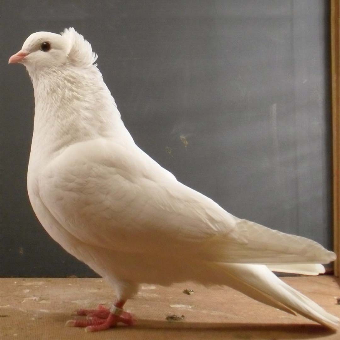 Anatolian Ringbeater pigeon (Columba livia domesticus 'Anatolian Ringbeater')