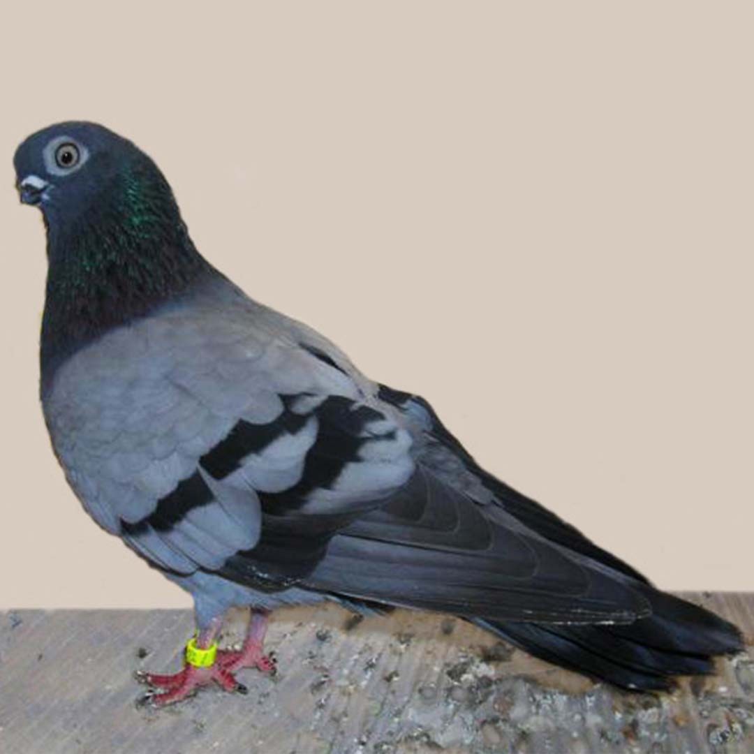 Breslau Tumbler pigeon (Columba livia domesticus 'Breslau Tumbler')