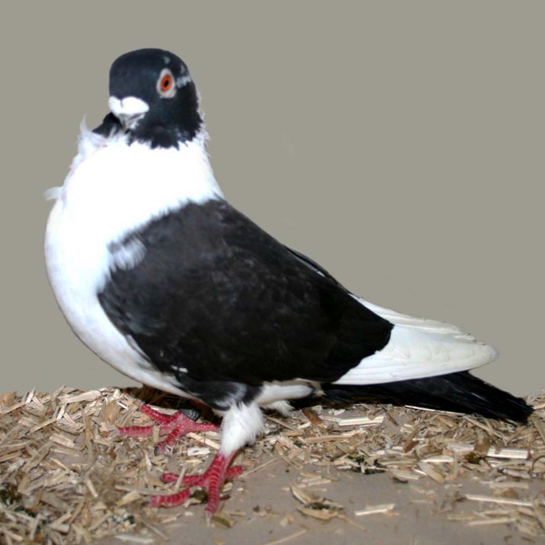 Domino Frill pigeon (Columba livia domesticus 'Domino Frill')