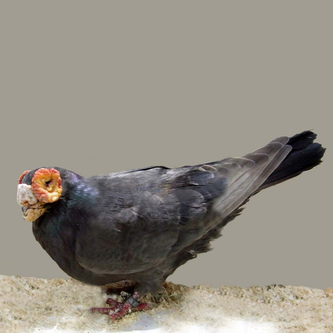 English Barb pigeon (Columba livia domesticus 'English Barb')