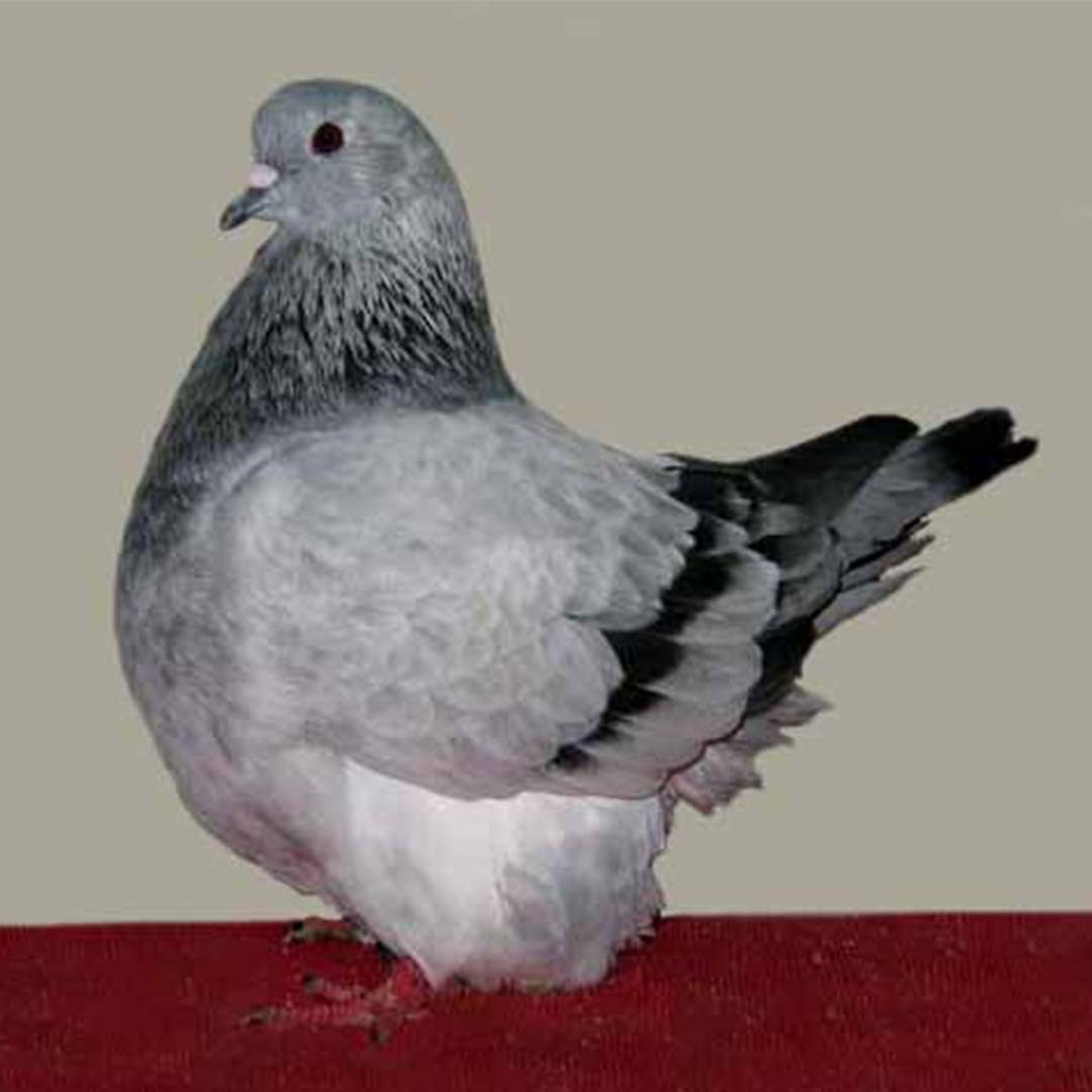 French Mondain pigeon (Columba livia domesticus 'French Mondain')