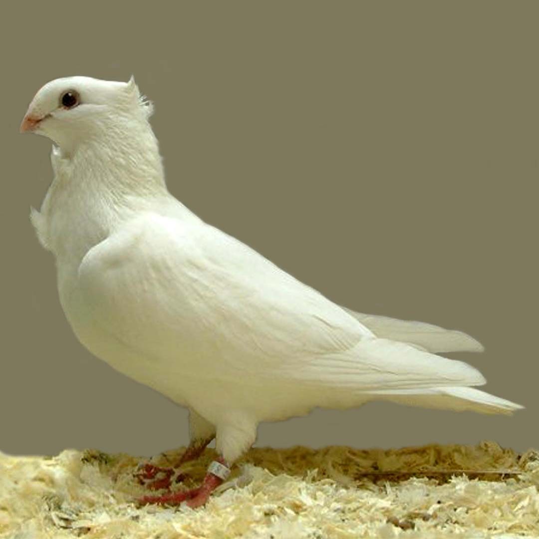 Columba livia domesticus 'Ghent Owl' (Columba livia domesticus 'Ghent Owl')