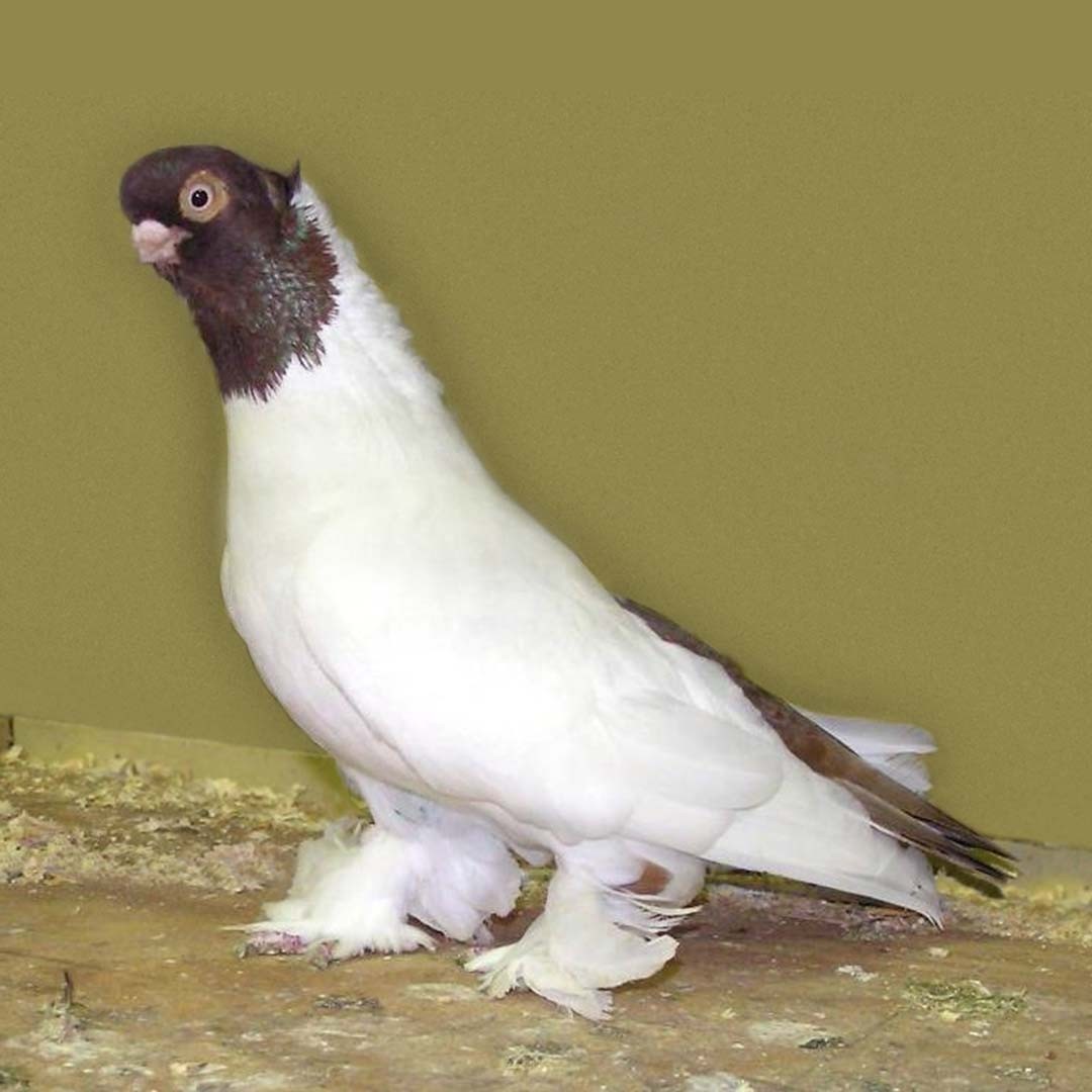 Königsberg Colour-head Tumbler pigeon (Columba livia domesticus 'Königsberg Colour-head Tumbler')