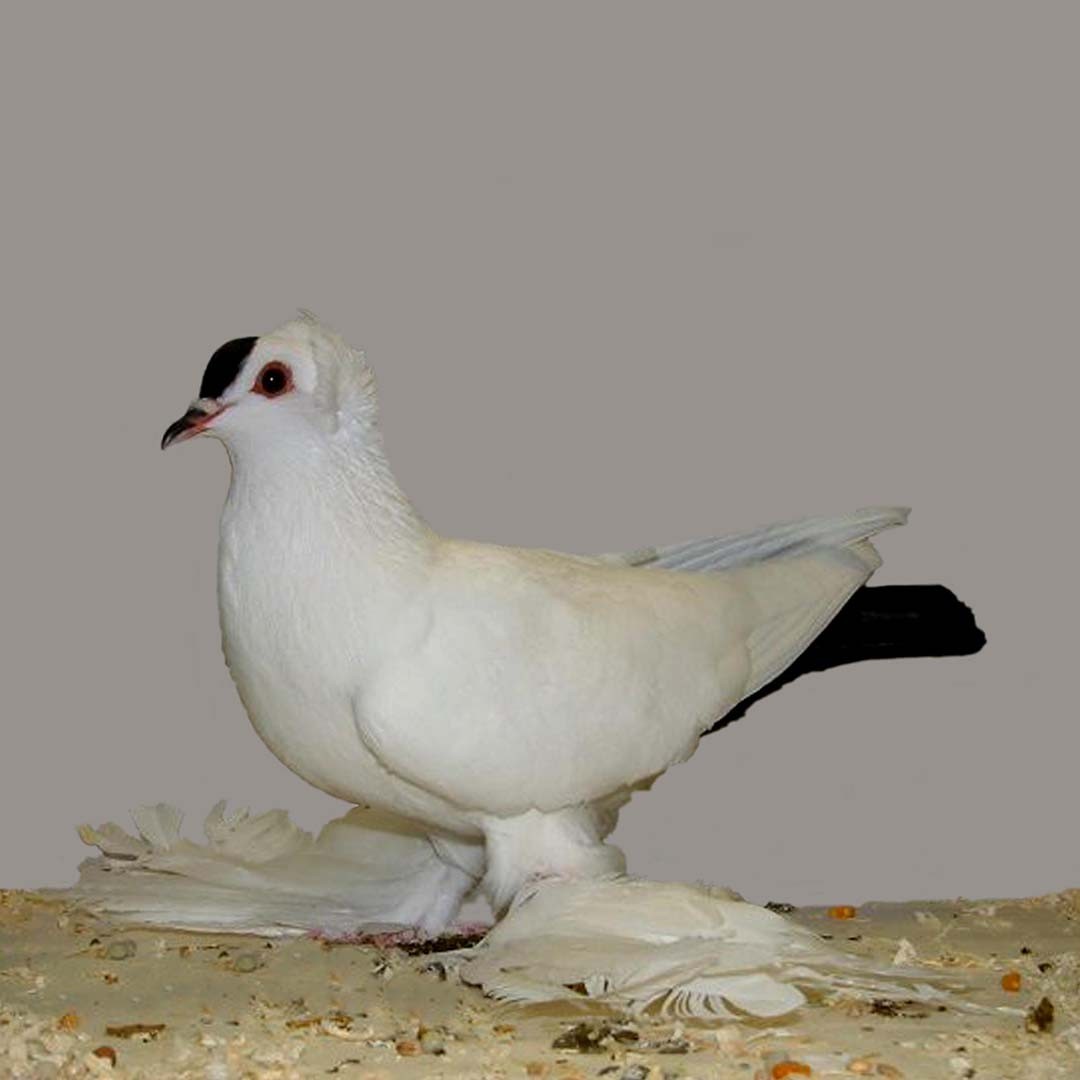 Saxon Spot pigeon (Columba livia domesticus 'Saxon Spot')