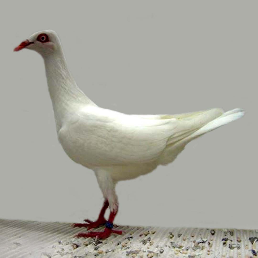 Stralsund Highflyer pigeon (Columba livia domesticus 'Stralsund Highflyer')
