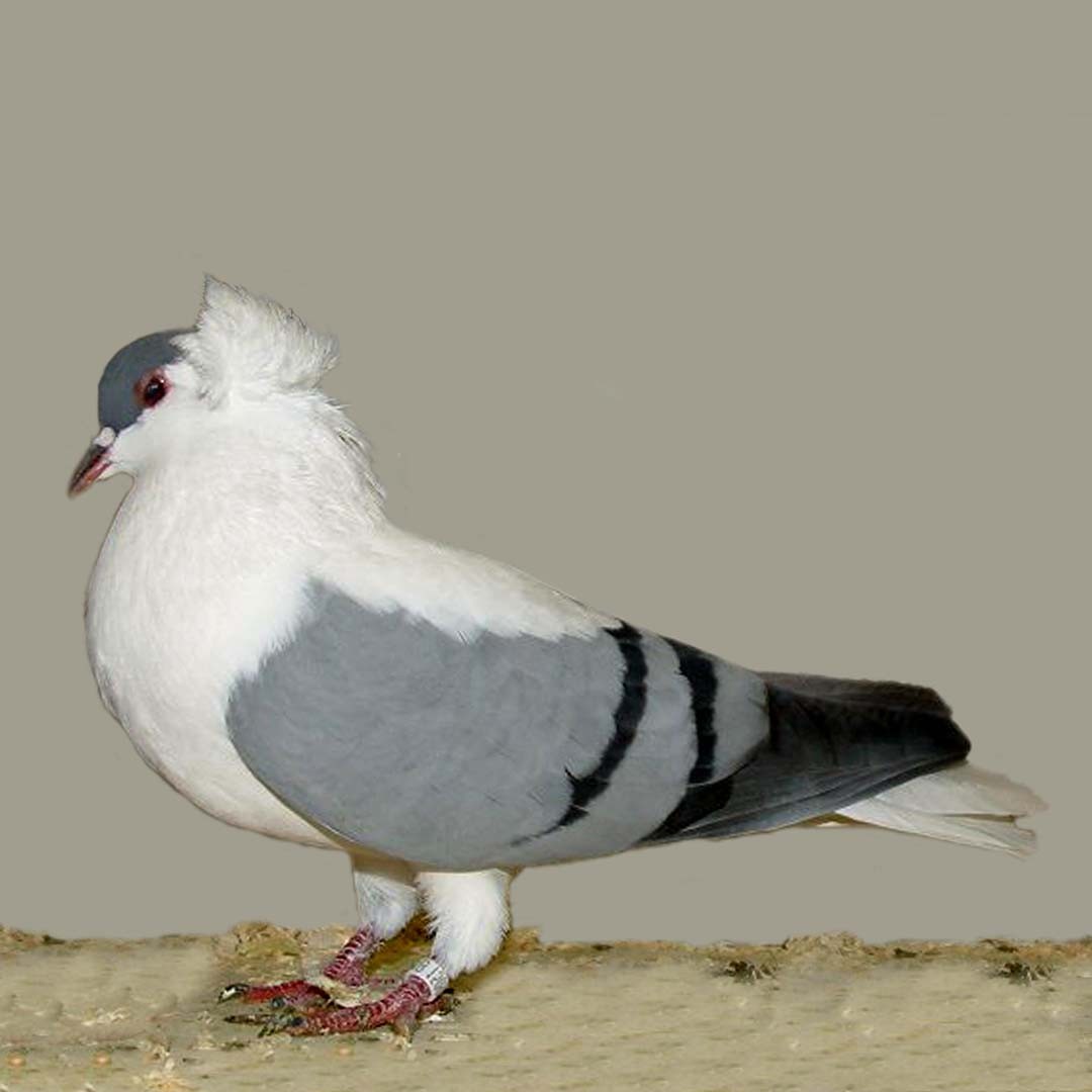 Thuringian Swallow pigeon (Columba livia domesticus 'Thuringian Swallow')