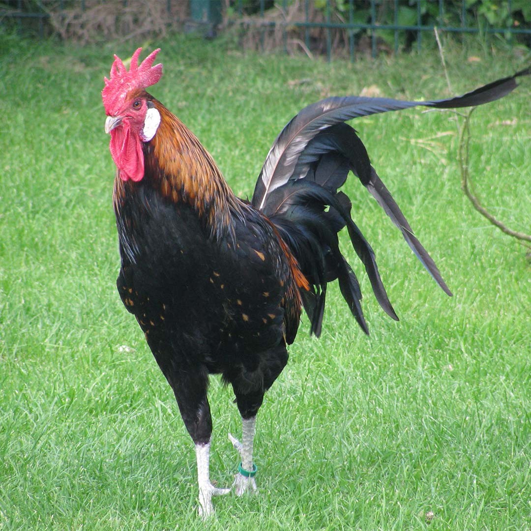 Bergische Kräher Chicken (Gallus gallus domesticus 'Bergische Kräher')