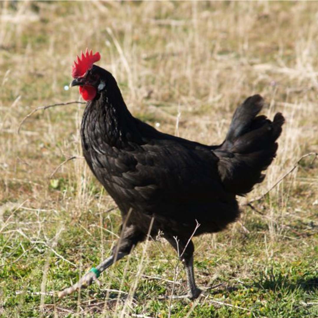 Castellana Negra Chicken (Gallus gallus domesticus 'Castellana Negra')