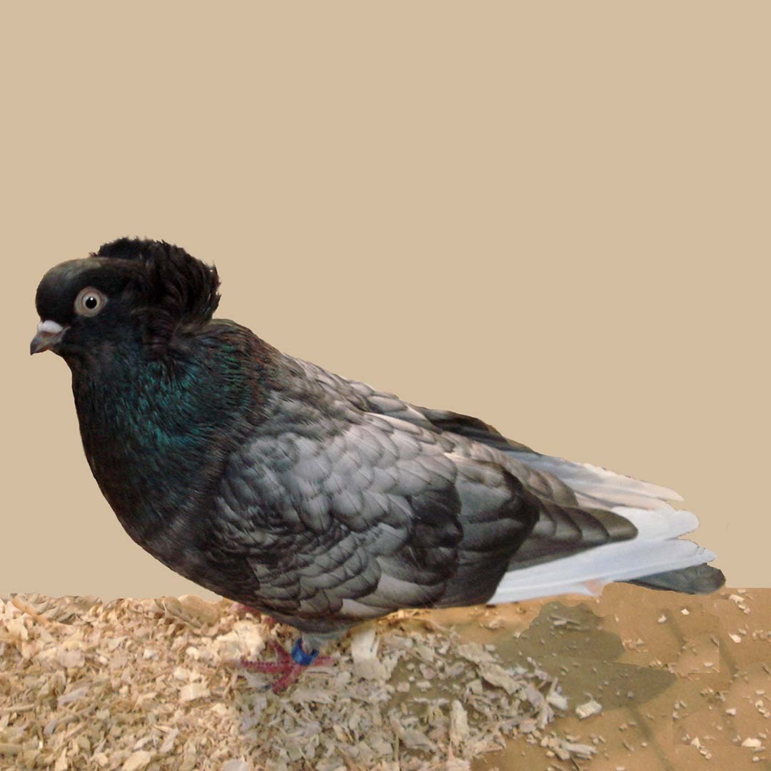 Columba livia domesticus 'Komorn Tumbler' (Columba livia domesticus 'Komorn Tumbler')