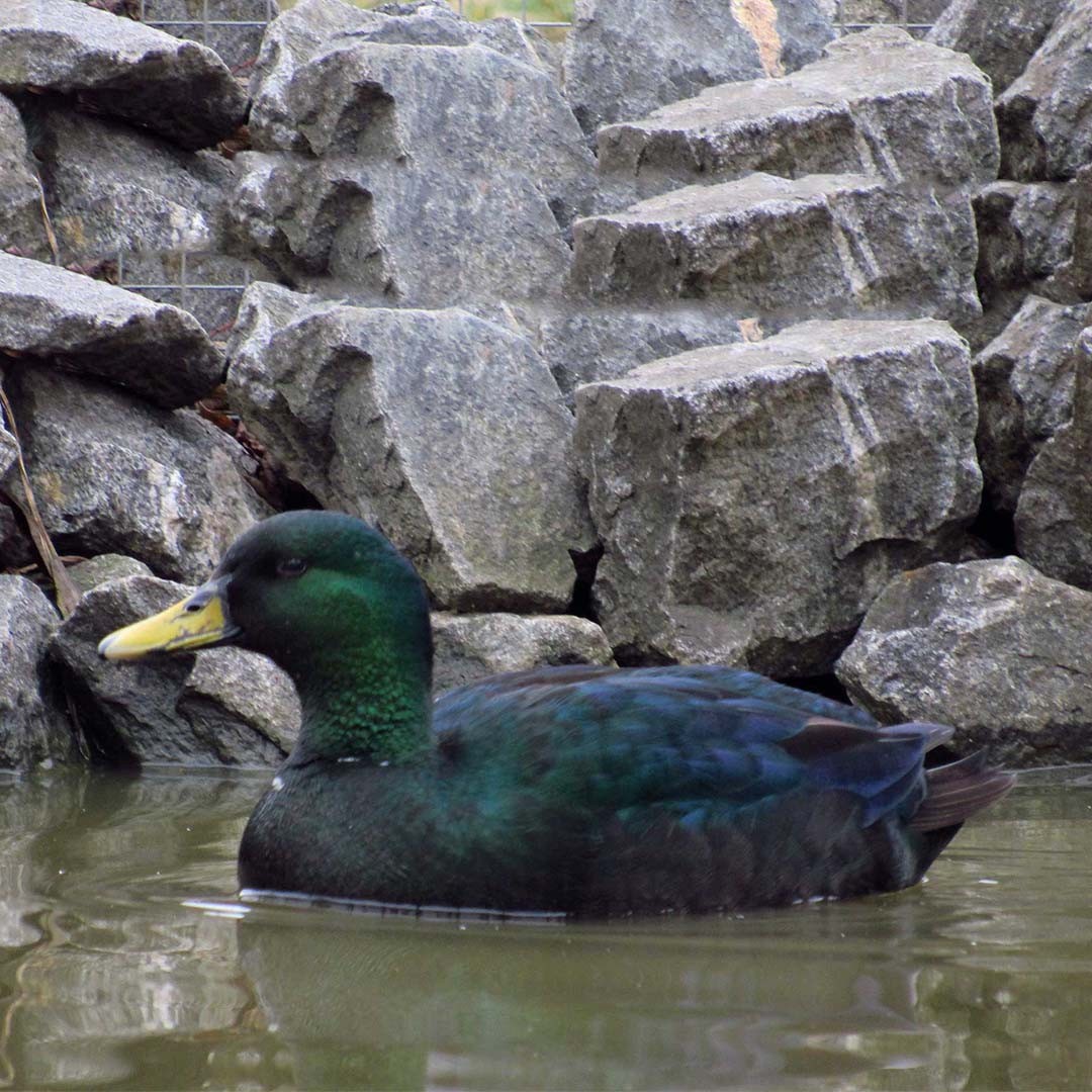 Black East Indian Duck (Anas platyrhynchos domesticus 'Black East Indian')