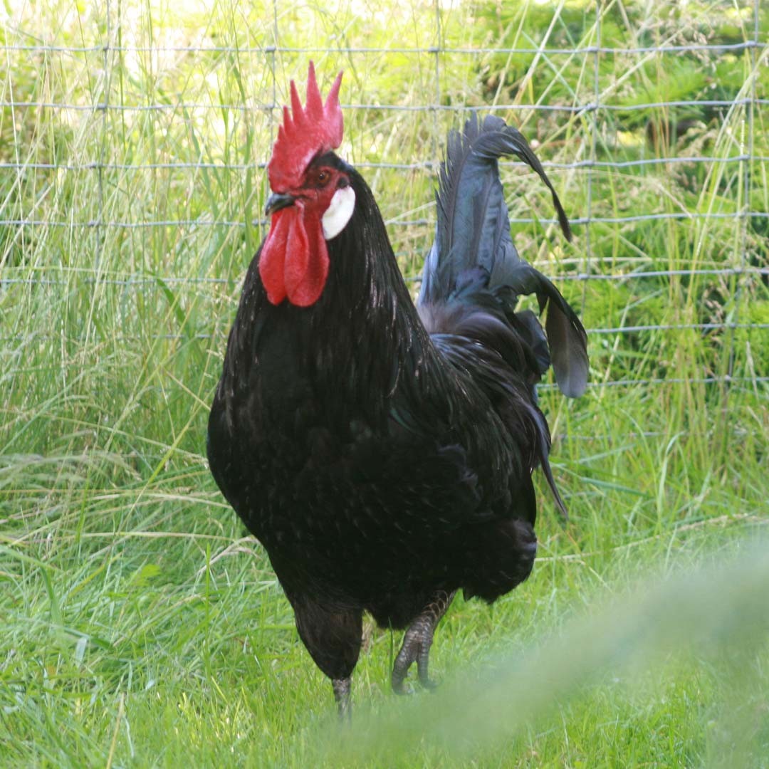 Bergische Schlotterkämme Chicken (Gallus gallus domesticus 'Bergische Schlotterkämme')