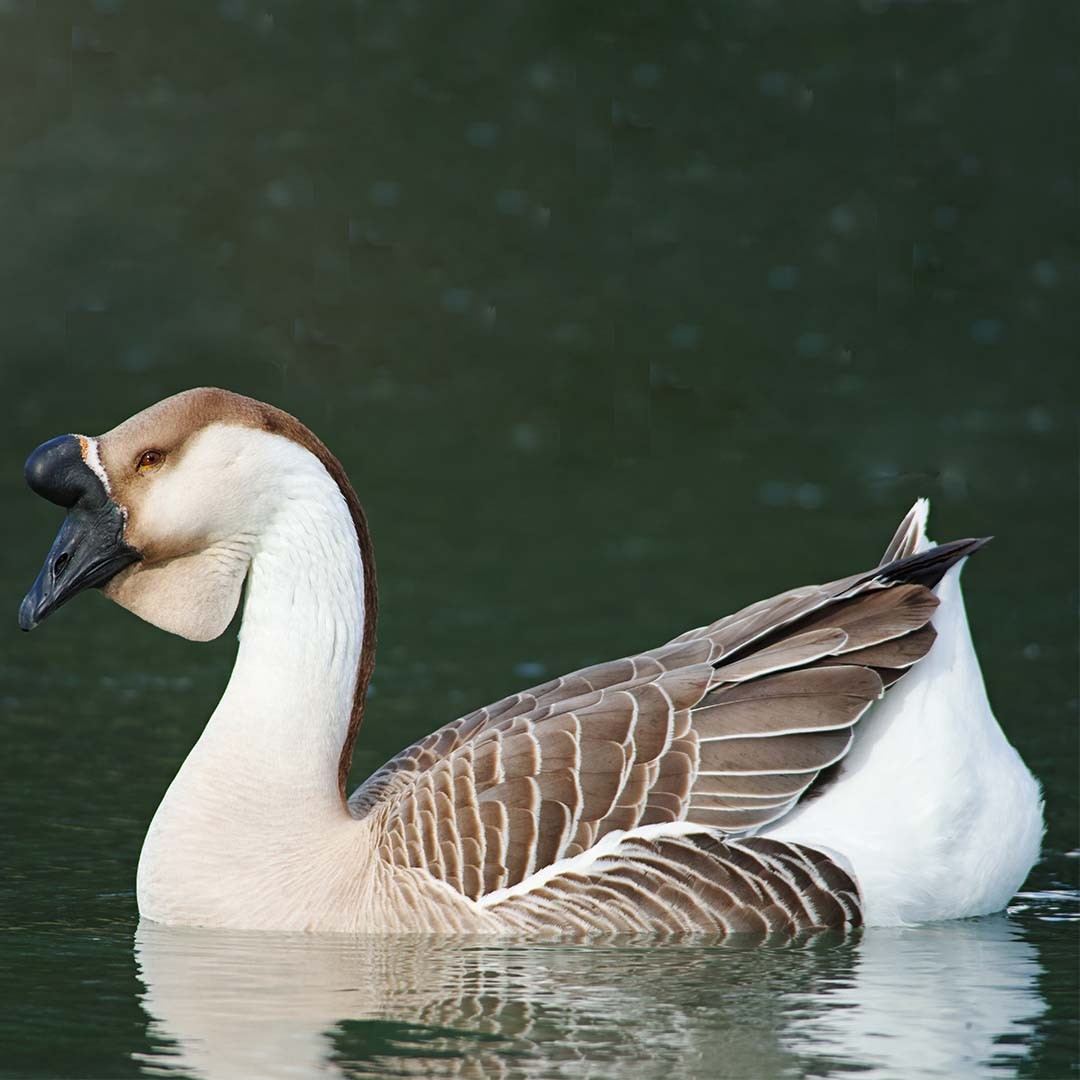 Anser cygnoides domesticus 'African' (Anser cygnoides domesticus 'African')