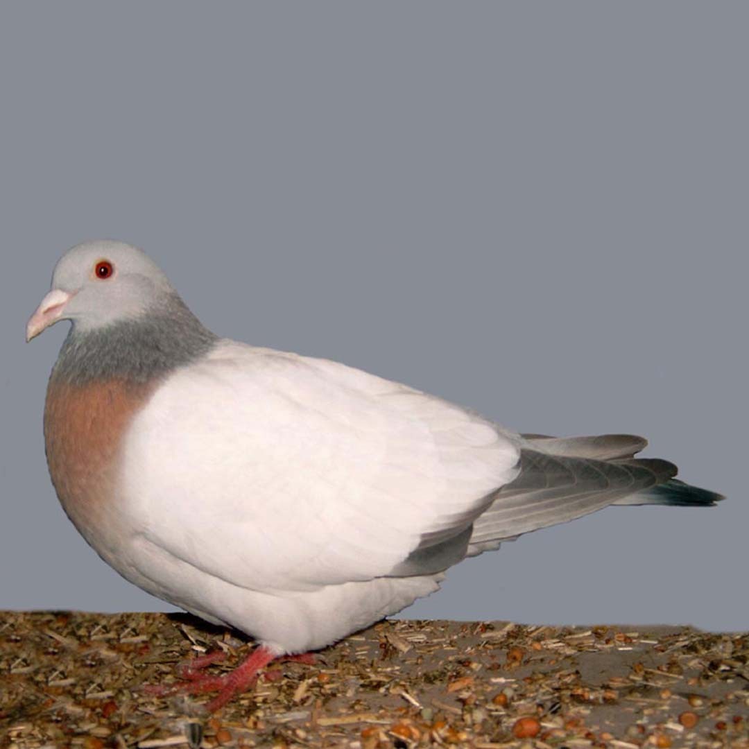 Coburg Lark pigeon (Columba livia domesticus 'Coburg Lark')