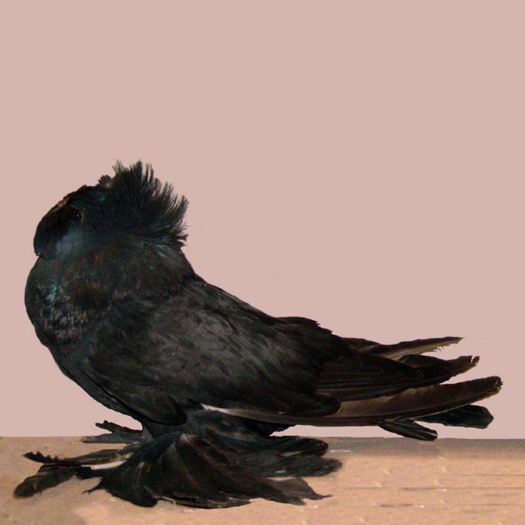 Bokhara Trumpeter pigeon (Columba livia domesticus 'Bokhara Trumpeter')