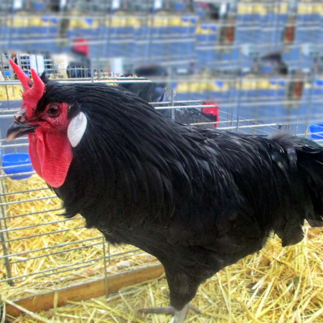 La Flèche Chicken (Gallus gallus domesticus 'La Flèche')