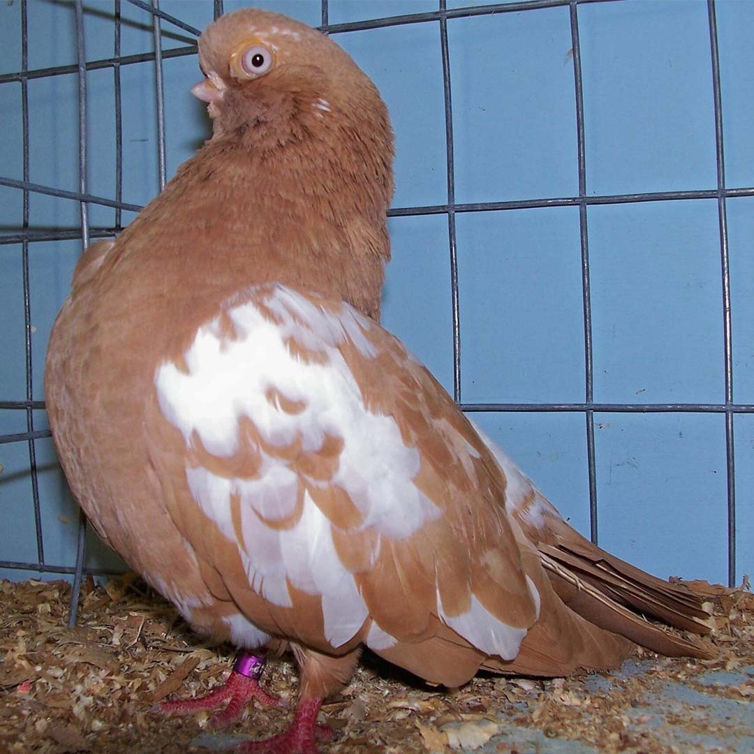 English Short-faced Tumbler pigeon (Columba livia domesticus 'English Short-faced Tumbler')