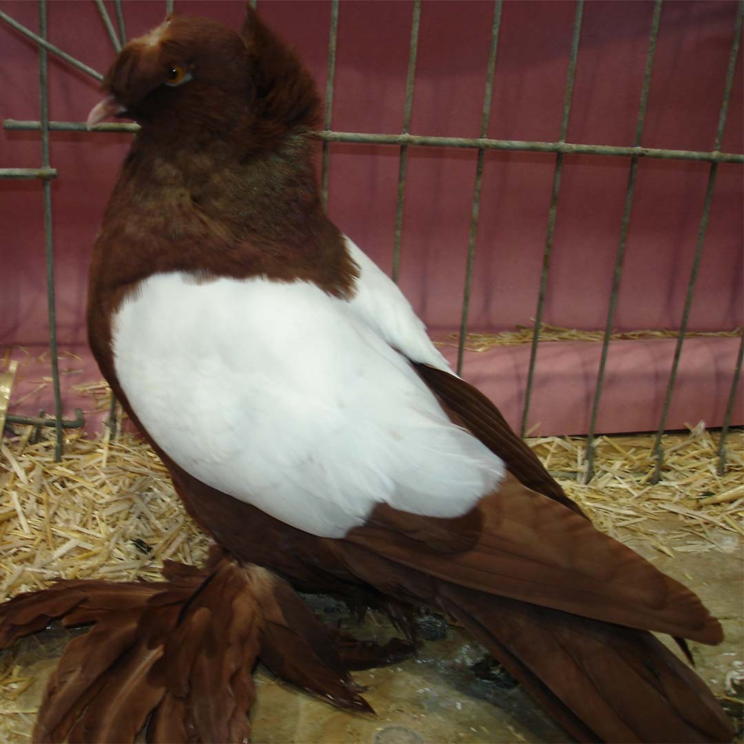 Dresden Trumpeter pigeon (Columba livia domesticus 'Dresden Trumpeter')