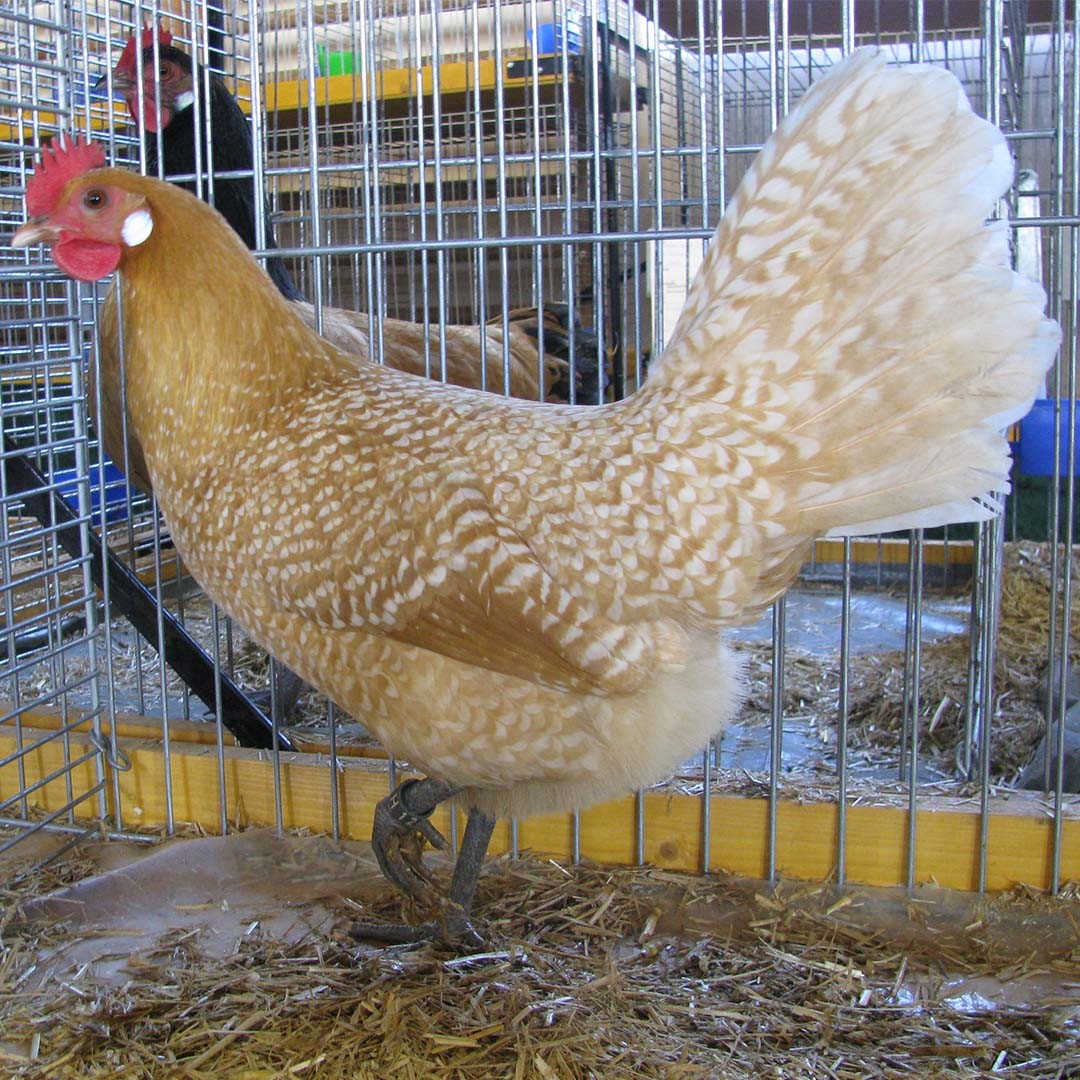 Friesian Chicken (Gallus gallus domesticus 'Friesian')