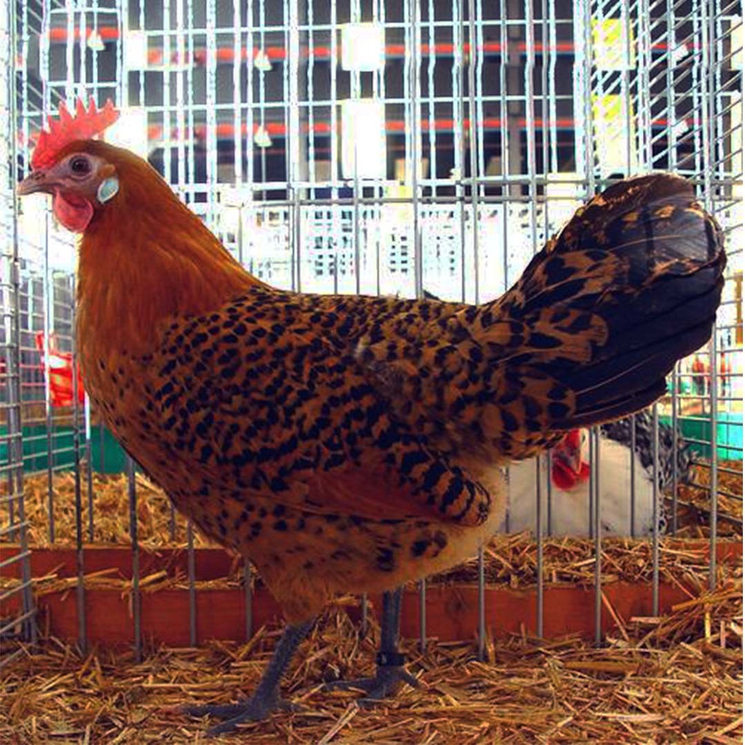 Ostfriesische Möwen Chicken (Gallus gallus domesticus 'Ostfriesische Möwen')