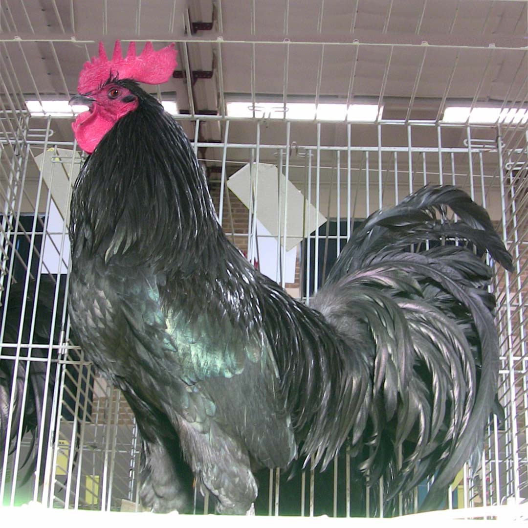 Tomaru Chicken (Gallus gallus domesticus 'Tomaru')