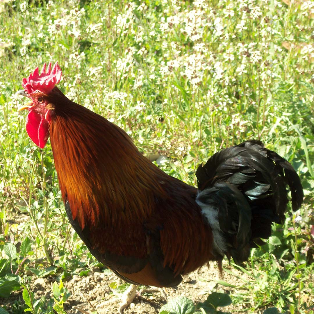 Siciliana Chicken (Gallus gallus domesticus 'Siciliana')