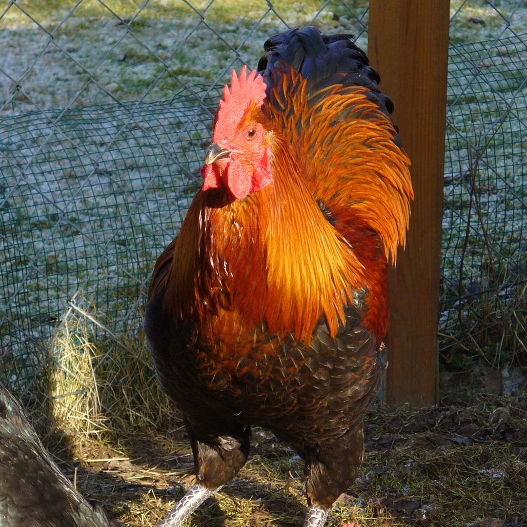 Deutsche Langschan Chicken (Gallus gallus domesticus 'Deutsche Langschan')