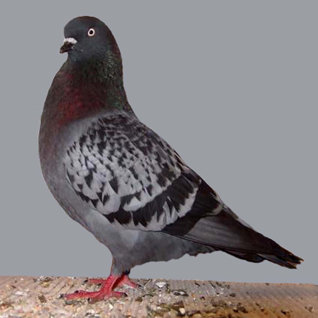 Cologne Tumbler pigeon (Columba livia domesticus 'Cologne Tumbler')