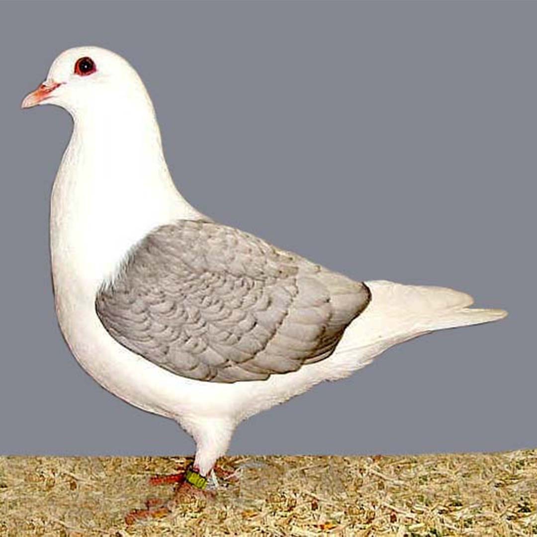 Thuringian Shield pigeon (Columba livia domesticus 'Thuringian Shield')