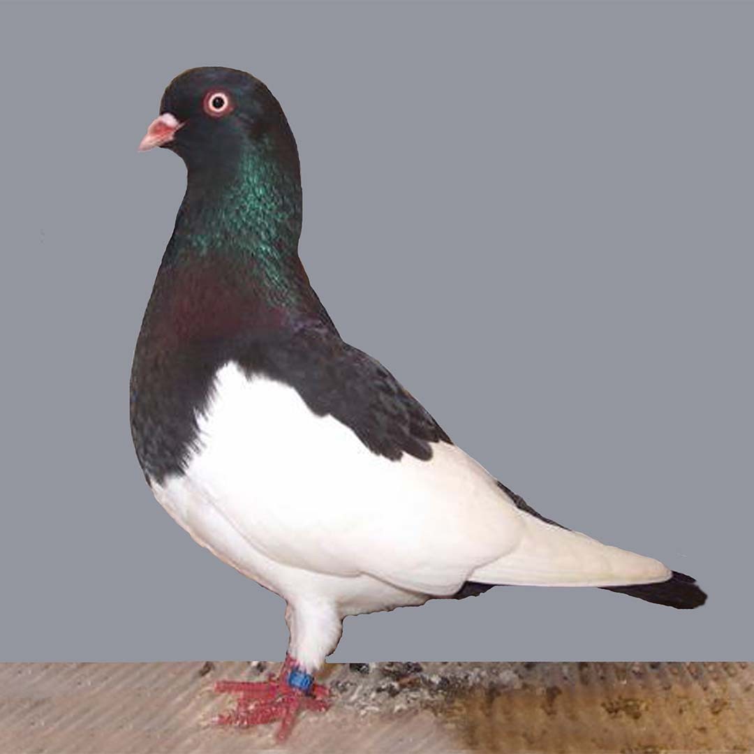 Old German Magpie Tumbler pigeon (Columba livia domesticus 'Old German Magpie Tumbler')