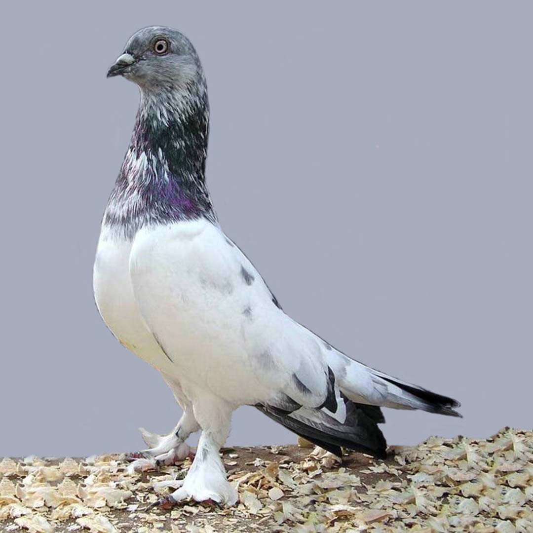 Budapest Highflyer pigeon (Columba livia domesticus 'Budapest Highflyer')