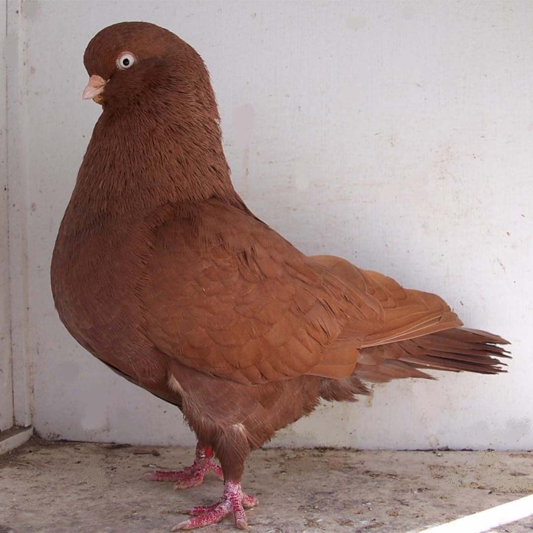Australian Performing Tumbler pigeon (Columba livia domesticus 'Australian Performing Tumbler')