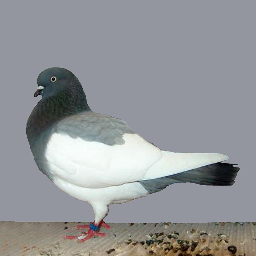 Elster Purzler pigeon (Columba livia domesticus 'Elster Purzler')