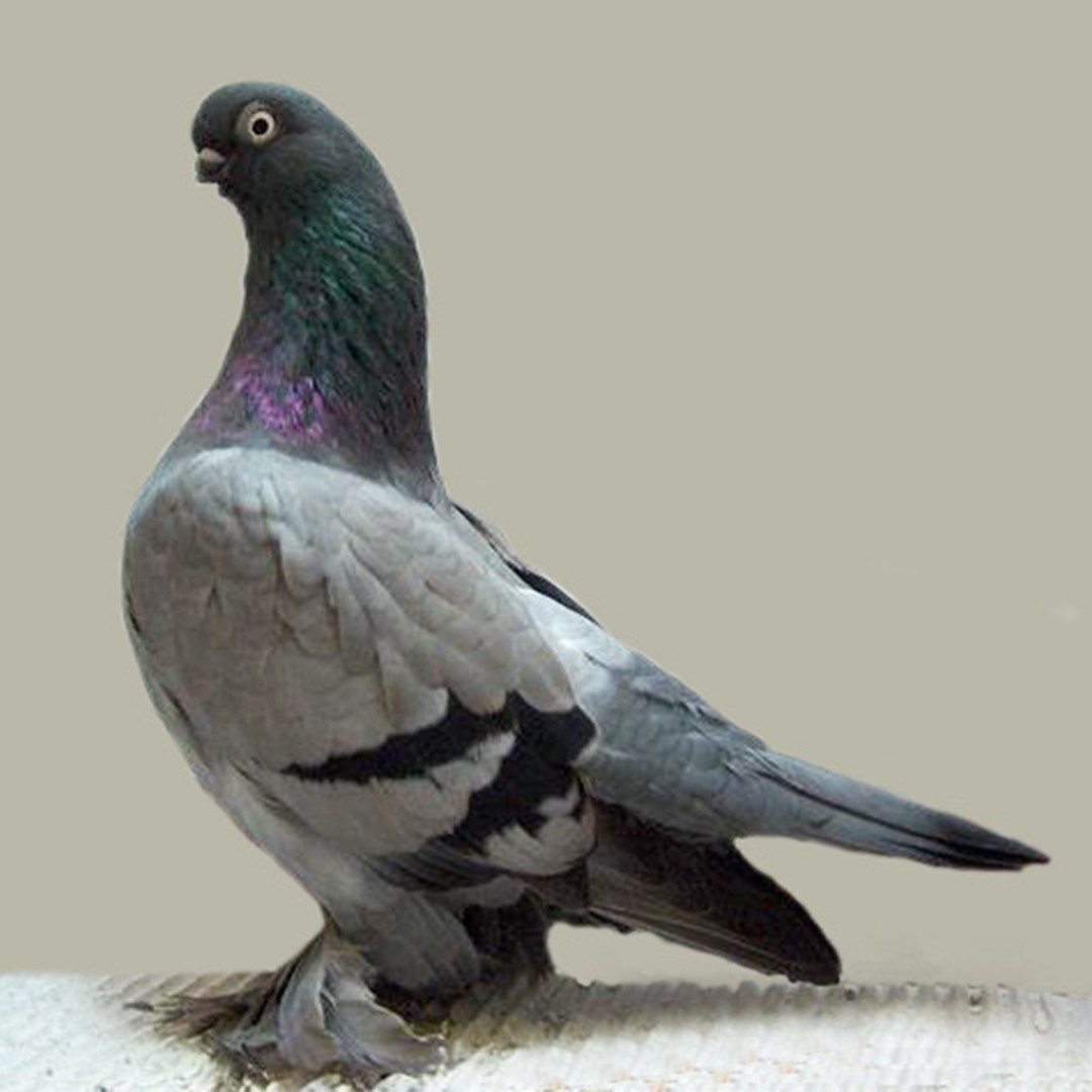 Tumblers pigeon (Columba livia domesticus 'Tumblers')