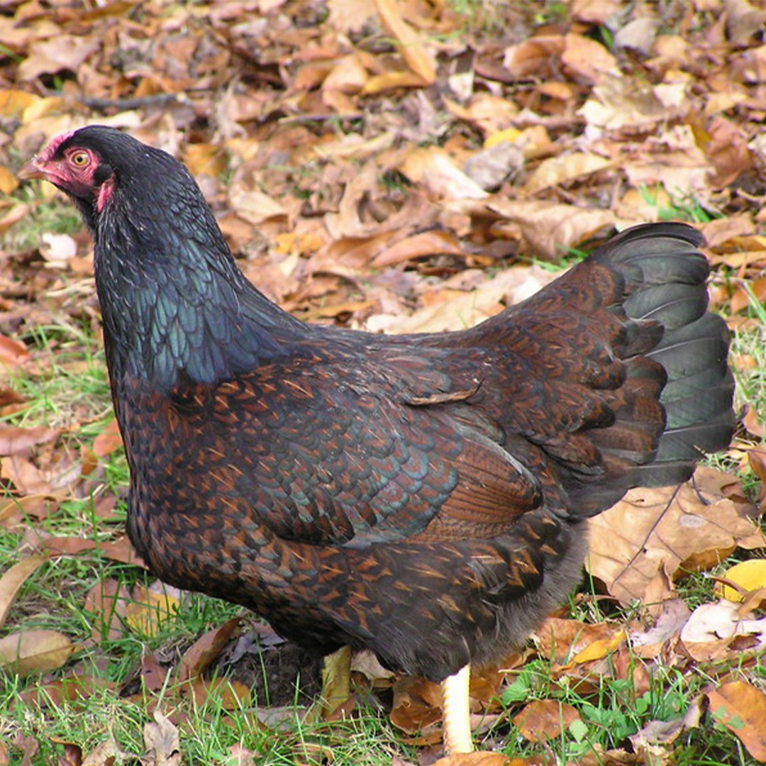 Cornish Chicken (Gallus gallus domesticus 'Cornish')