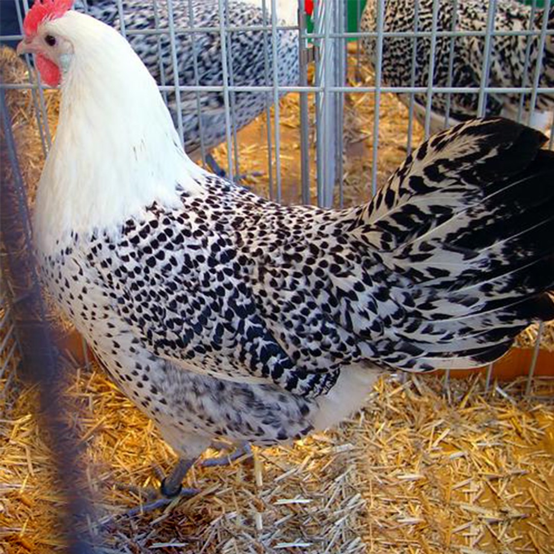 Groninger Meeuw Chicken (Gallus gallus domesticus 'Groninger Meeuw')